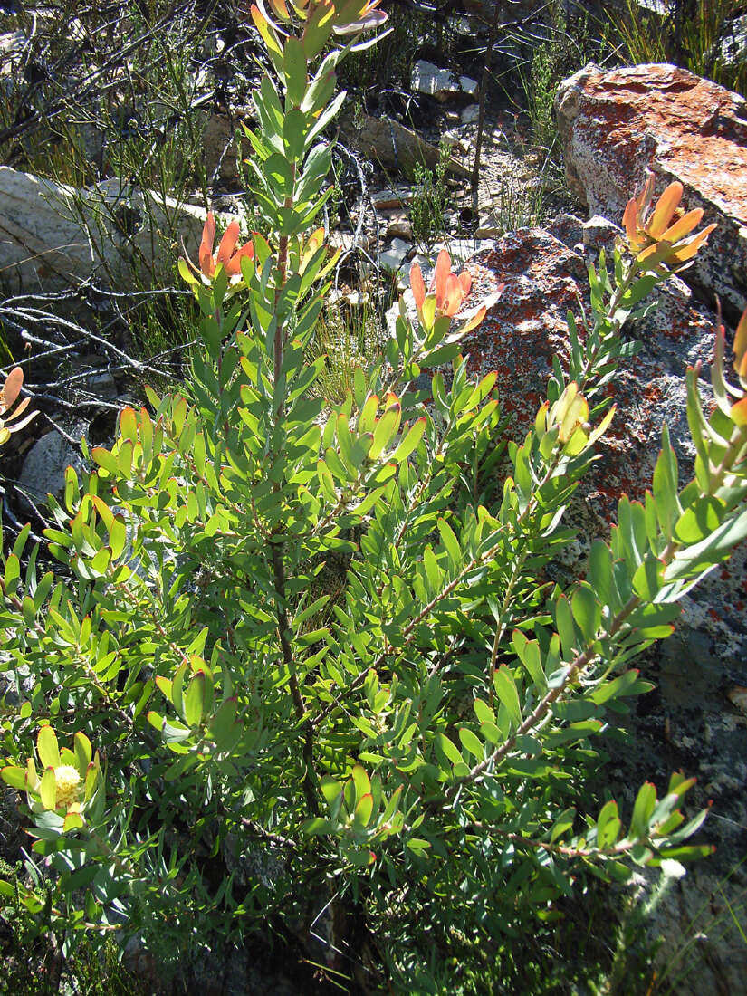 Image of Leucadendron pubibracteolatum I. J. M. Williams