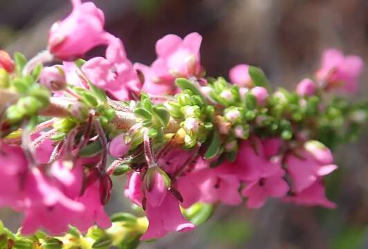 Image of Erica longiaristata Benth.