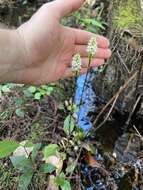 Image of Cypress-knee helmet orchid