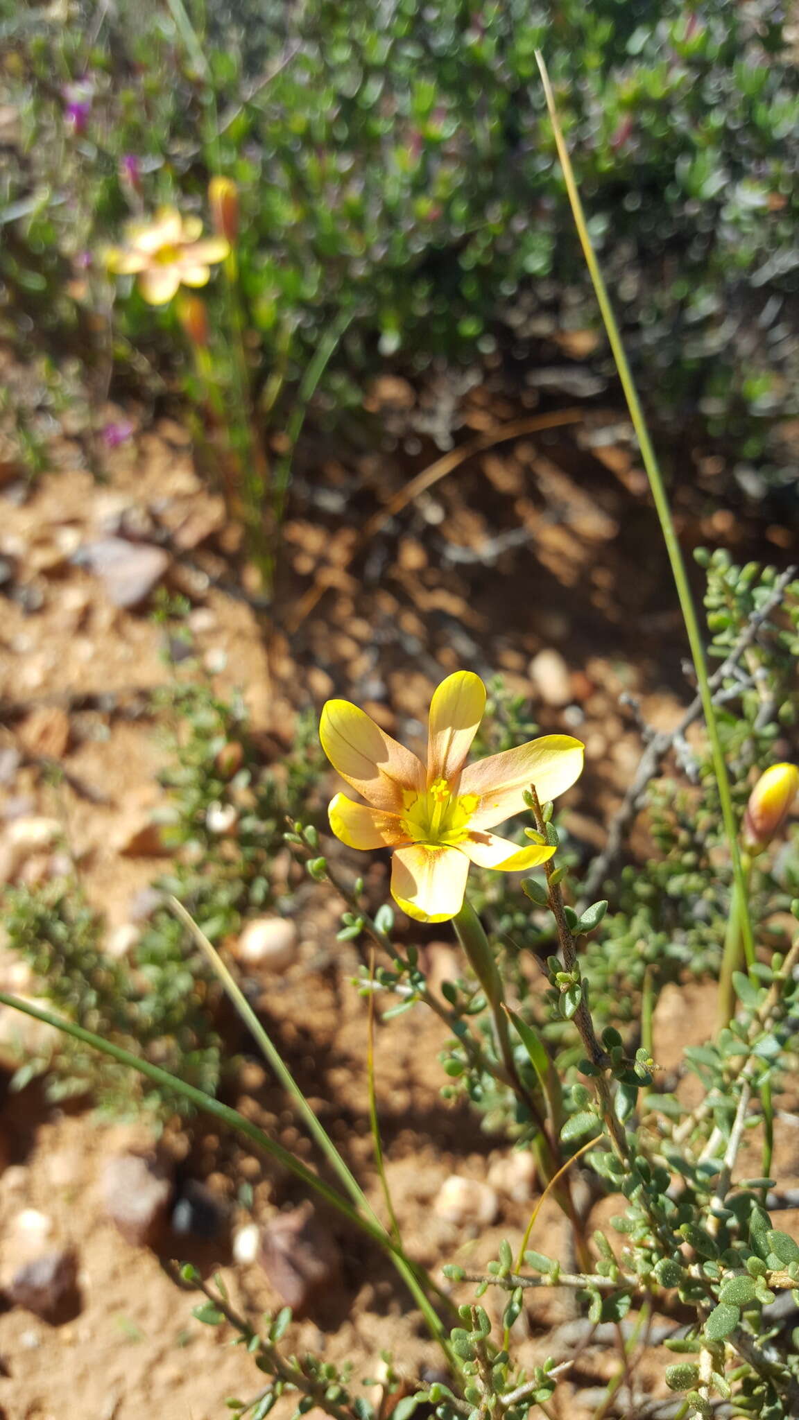 صورة Moraea karroica Goldblatt