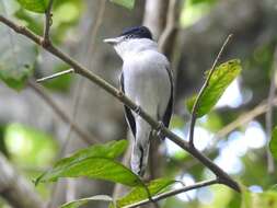 Image of Gray-collared Becard