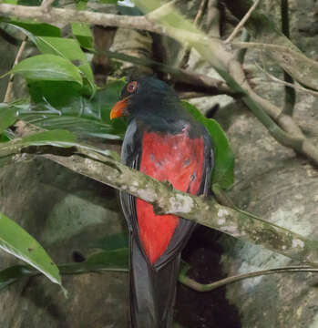 صورة Trogon massena Gould 1838