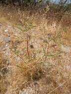 Imagem de Astragalus lentiginosus var. maricopae Barneby