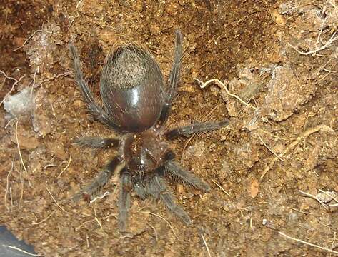 Image of Curlyhair tarantula