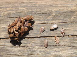 Image of Indian mulberry