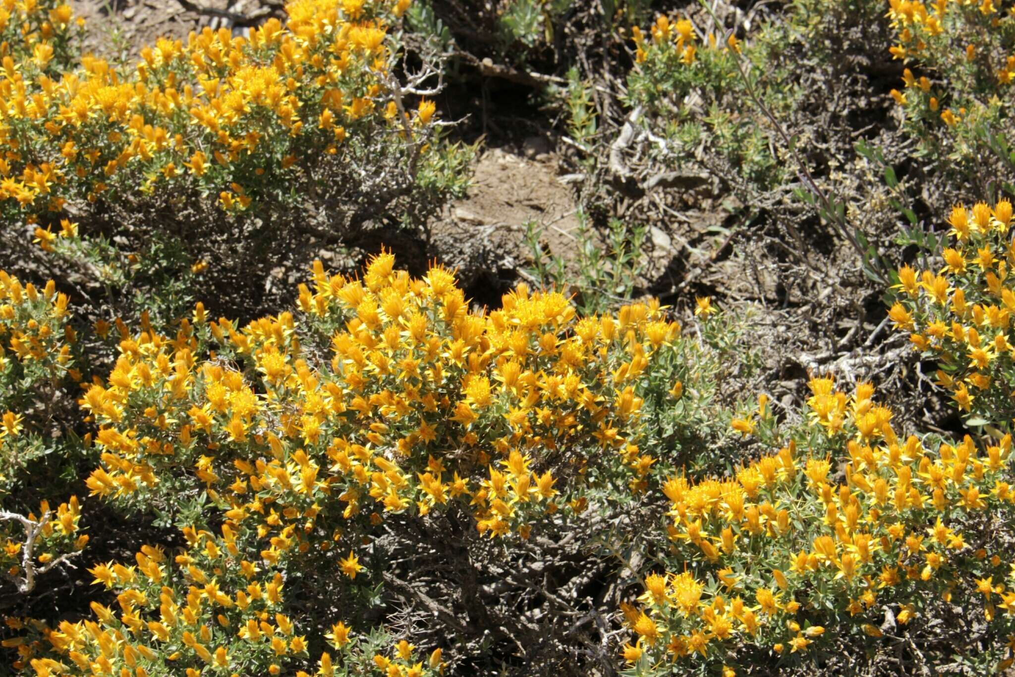 Image of Chuquiraga oppositifolia D. Don