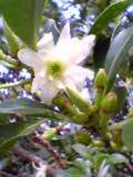 Imagem de Illicium anisatum L.