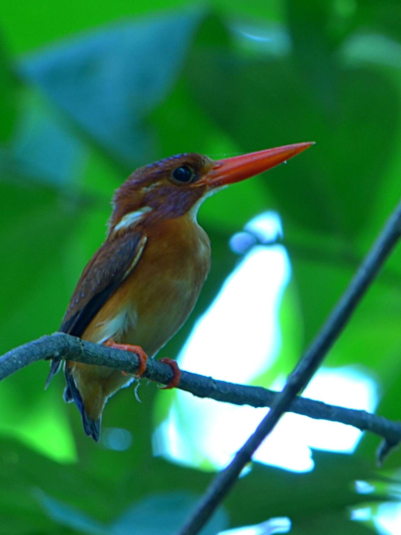 Image of Sulawesi Dwarf-kingfisher