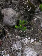 Image de Erica caterviflora Salisb.