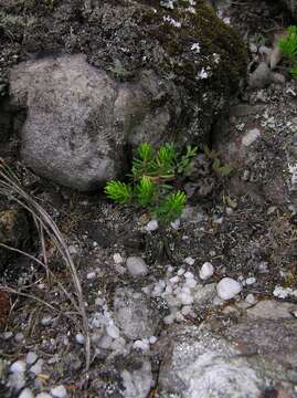 Image of Erica caterviflora Salisb.