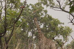 Image of Kordofan giraffe