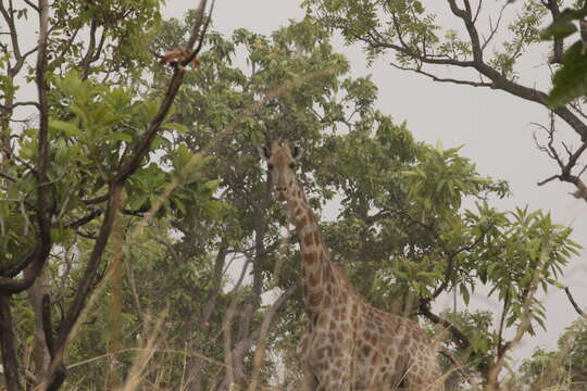 Image of Kordofan giraffe