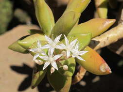 Image de Sedum nussbaumerianum Bitter