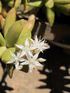 Image de Sedum nussbaumerianum Bitter