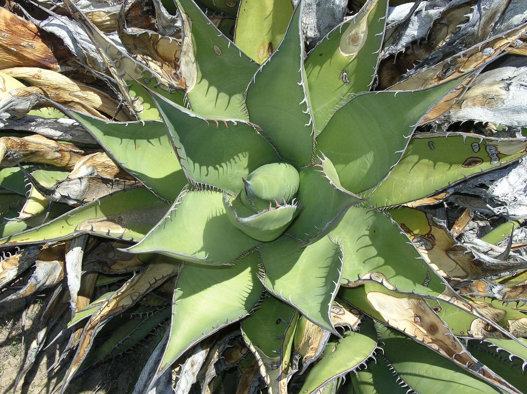 Image of Agave shawii subsp. goldmaniana (Trel.) Gentry