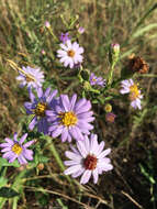 Image of smooth blue aster