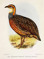 Image of Red-winged Francolin