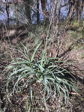 Image of Dianella porracea (R. J. F. Hend.) Horsfall & G. W. Carr