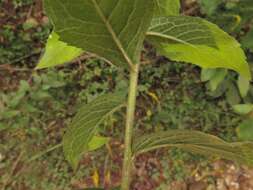 Image of Palmer's goldenrod