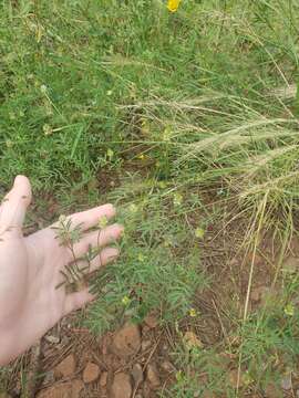 Image of sixweeks prairie clover