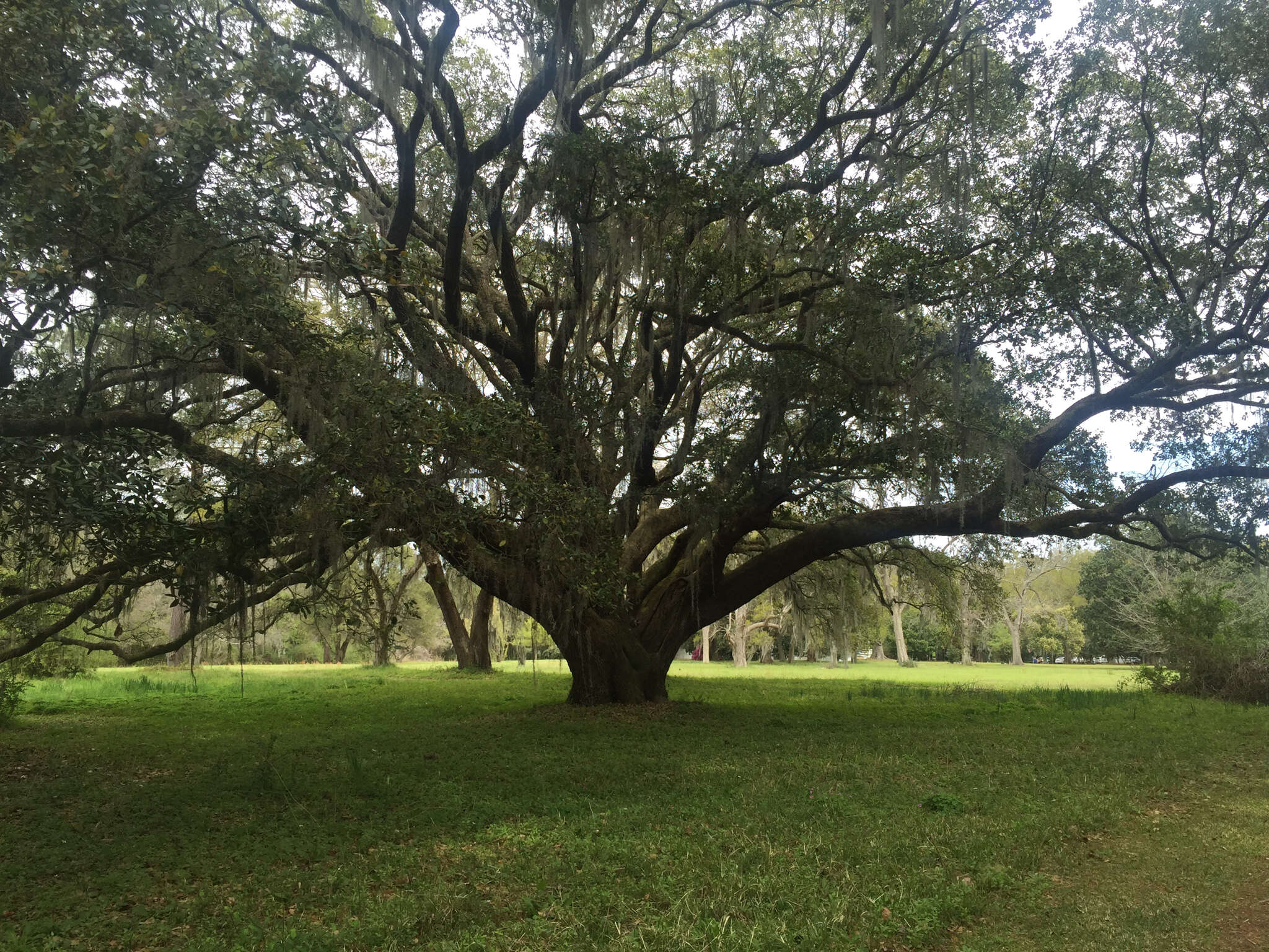 Image of Southern Live Oak