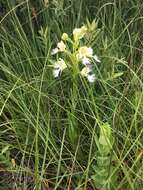 Image of Western prairie fringed orchid