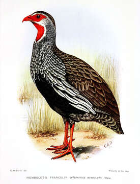 Image of Red-necked Francolin