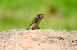 Image of Palacios' Bunchgrass Lizard