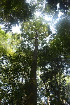 Sivun Diospyros buxifolia (Blume) Hiern kuva