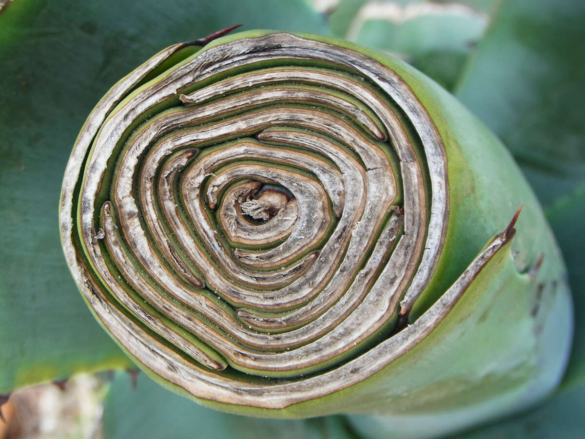 Image of American Aloe