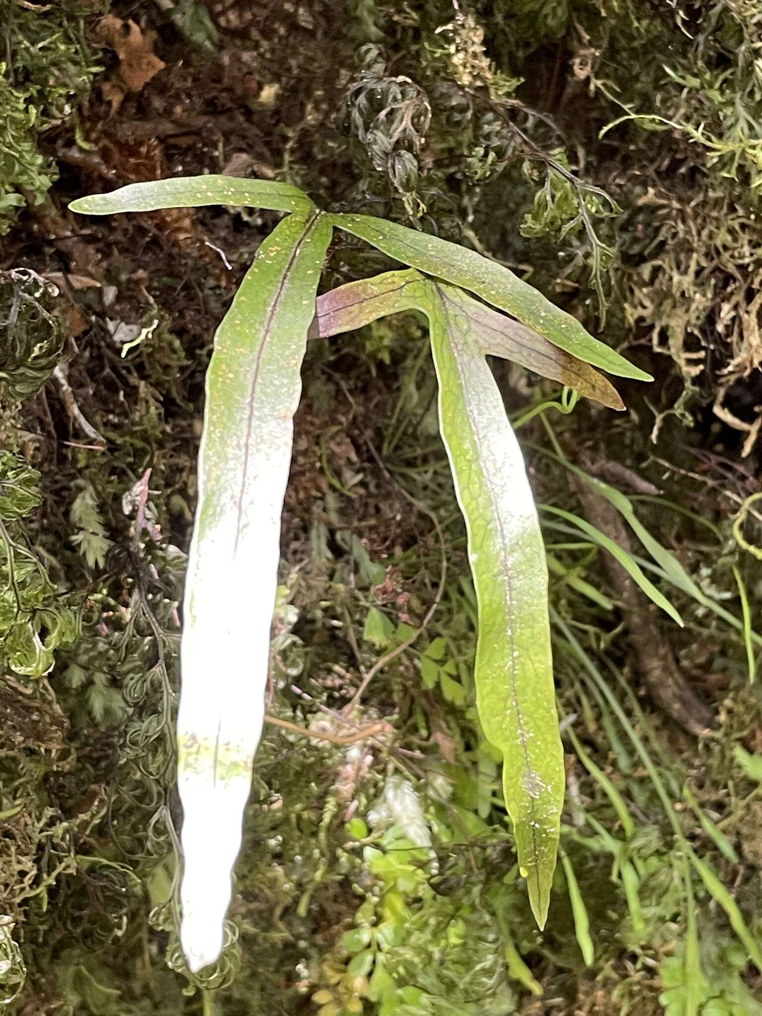 Слика од Phymatosorus novae-zealandiae (Bak.) Pic. Serm.