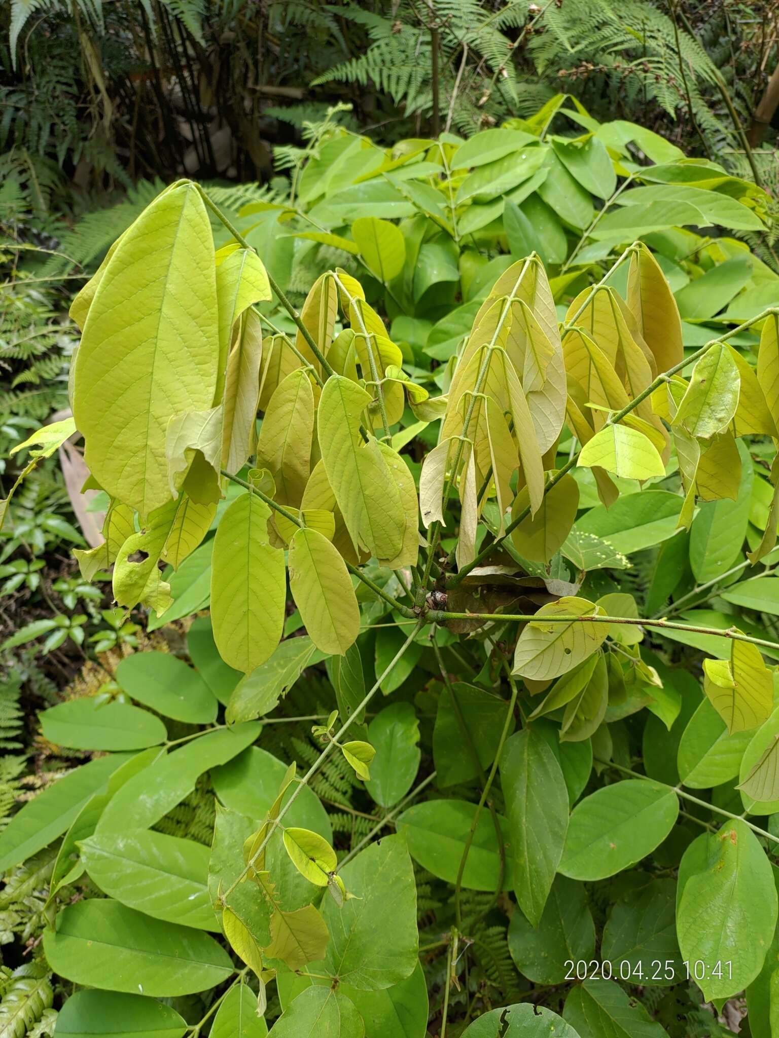 Imagem de Millettia pachycarpa Benth.