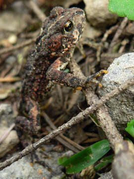 Image of western toad