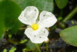 Image of Hydrocharis dubia (Blume) Backer