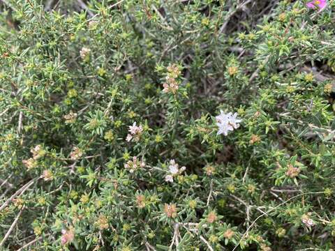 Image of Agathosma foetidissima (Bartl. & Wendl.) Steud.