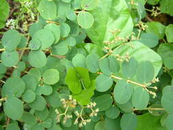 Image of Euphorbia atoto G. Forst.