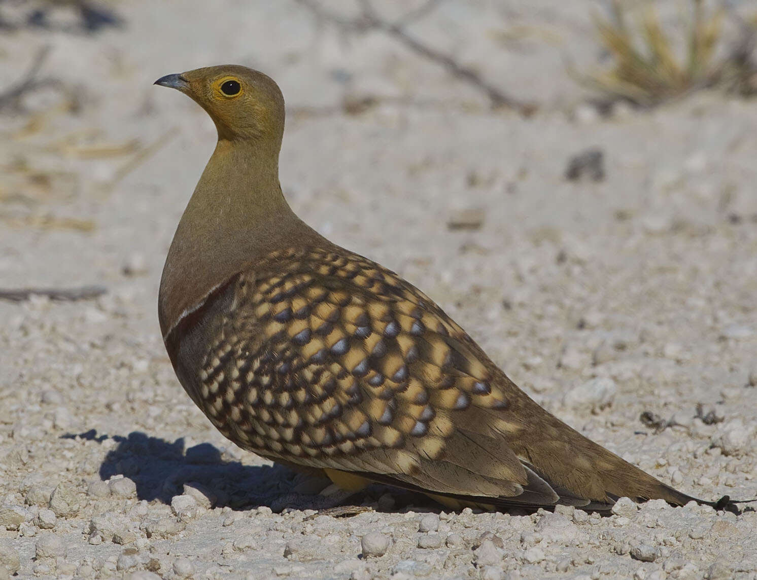 Image of Namaqua Sandgrouse