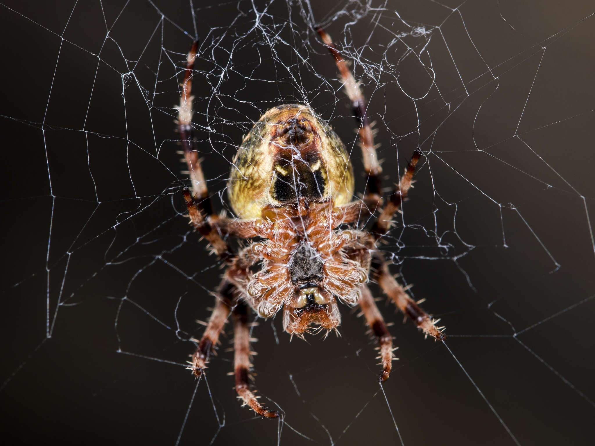 Imagem de Araneus tartaricus (Kroneberg 1875)