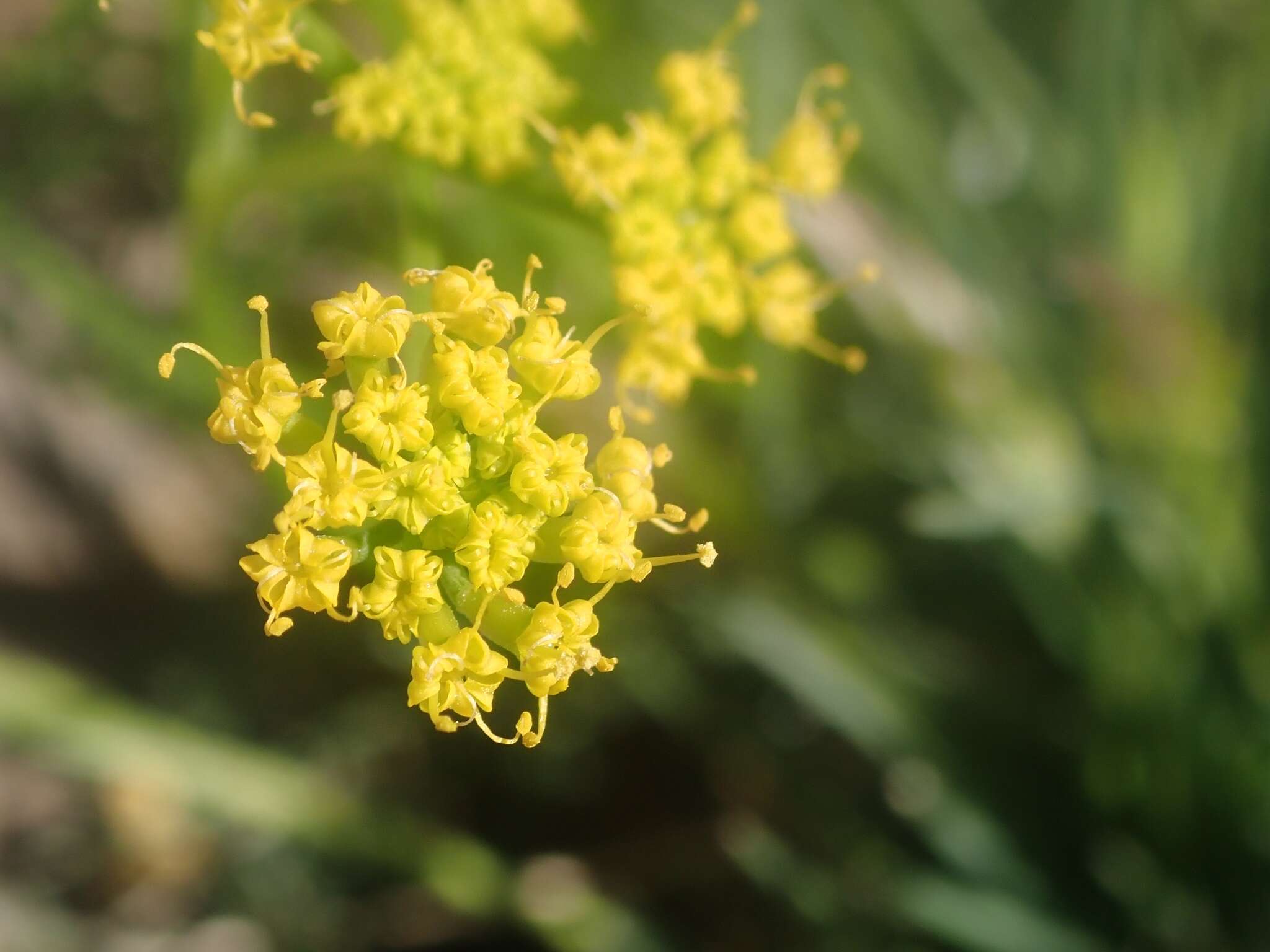 Imagem de Lomatium torreyi (Coult. & Rose) Coult. & Rose