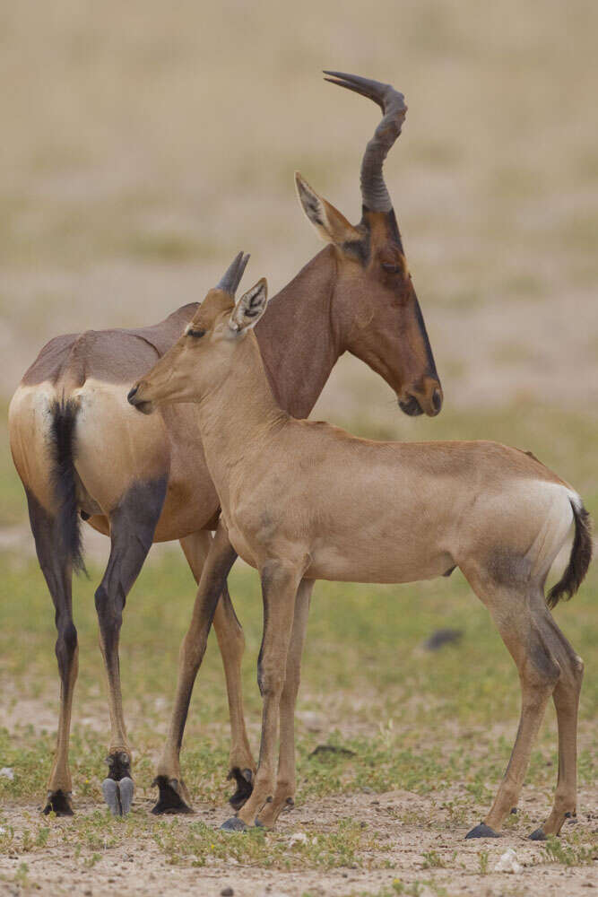 Image of Alcelaphus buselaphus caama