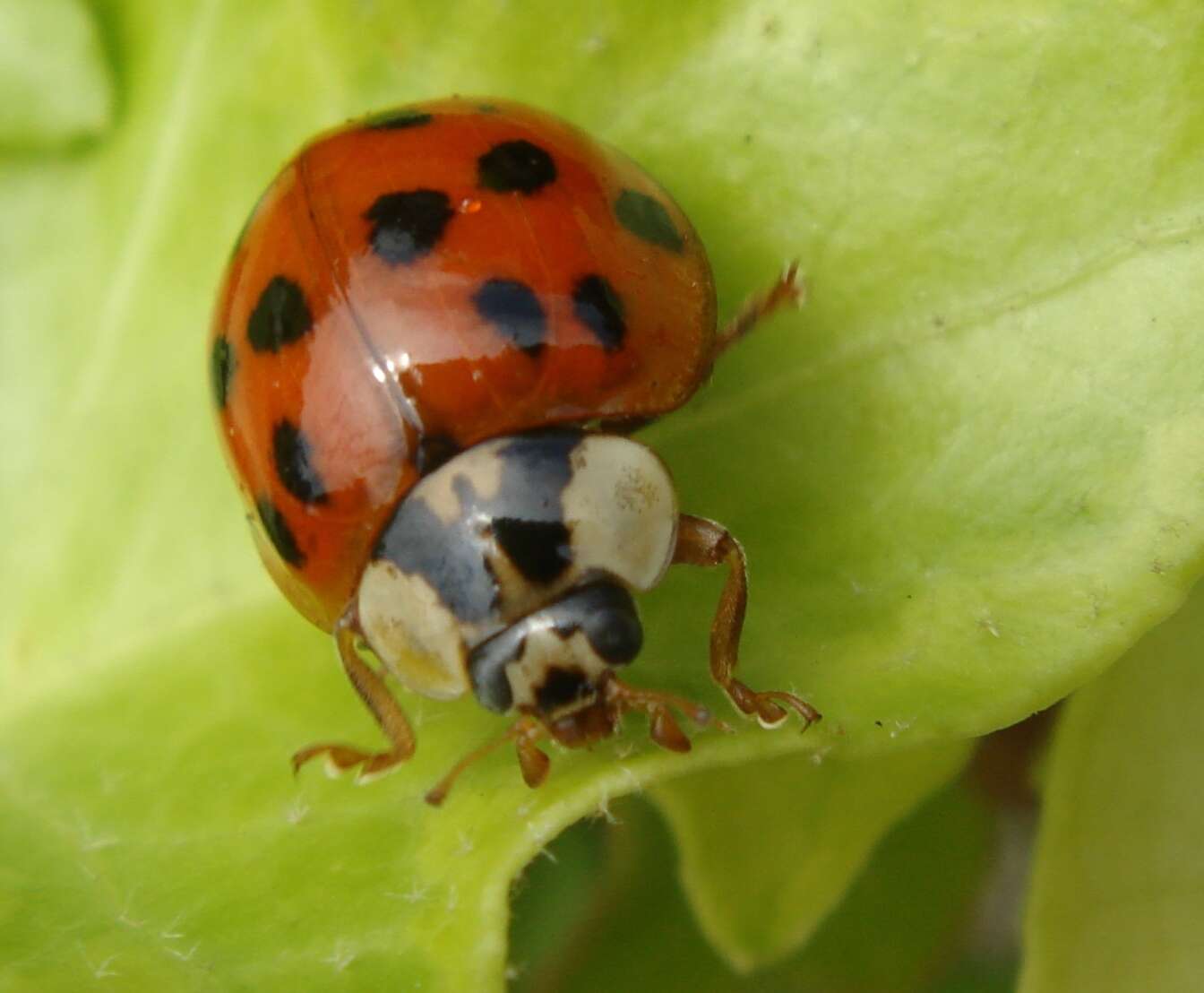 Image of Harmonia axyridis (Pallas 1773)