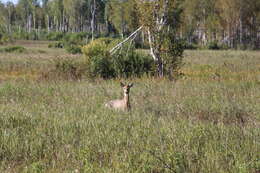 Image of Eastern Roe Deer