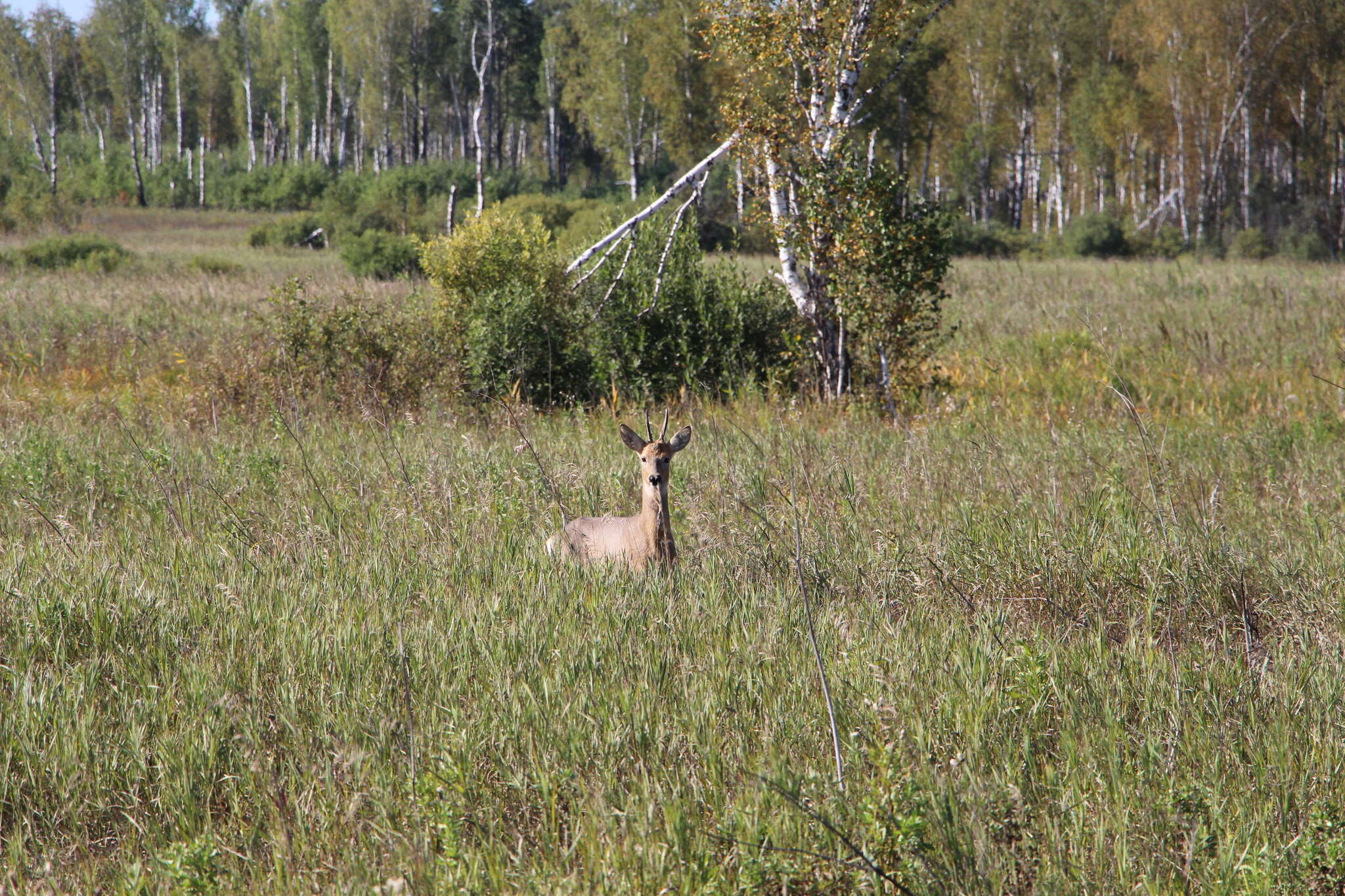 Image de Chevreuil de Siberie