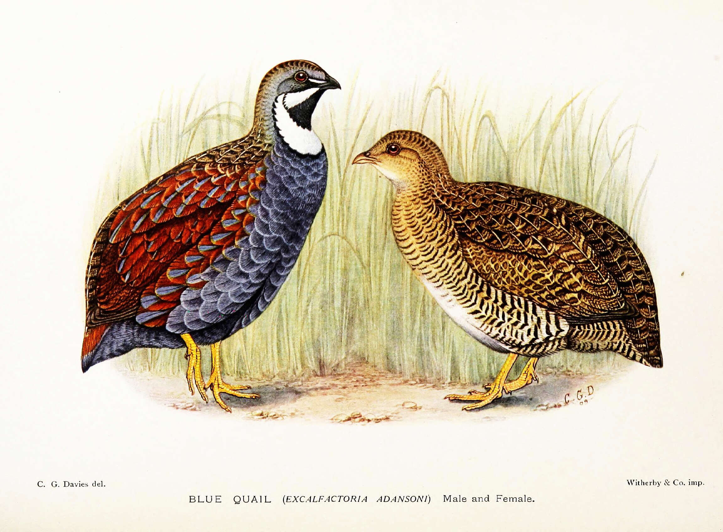 Image of Coturnix adansonii