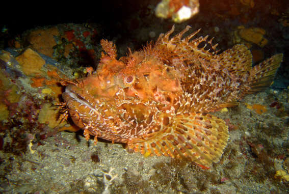 Image of Bigscale Scorpionfish