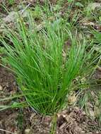 Image of James' sedge