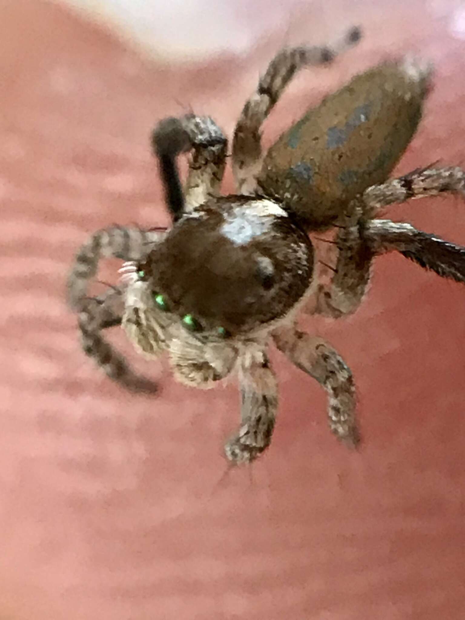 Image of Maratus montanus Otto & Hill 2014