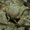 Image of circular crab