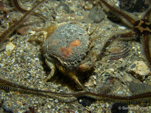 Image of circular crab