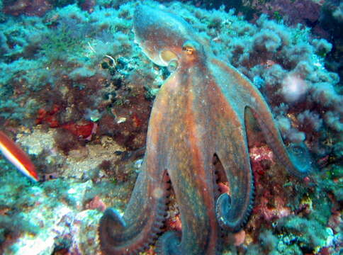 Image of Common octopus